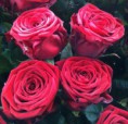 /album/i-nostri-colori-nei-fiori/a941417-259931544144757-681801546-rossa-modificata-jpg/